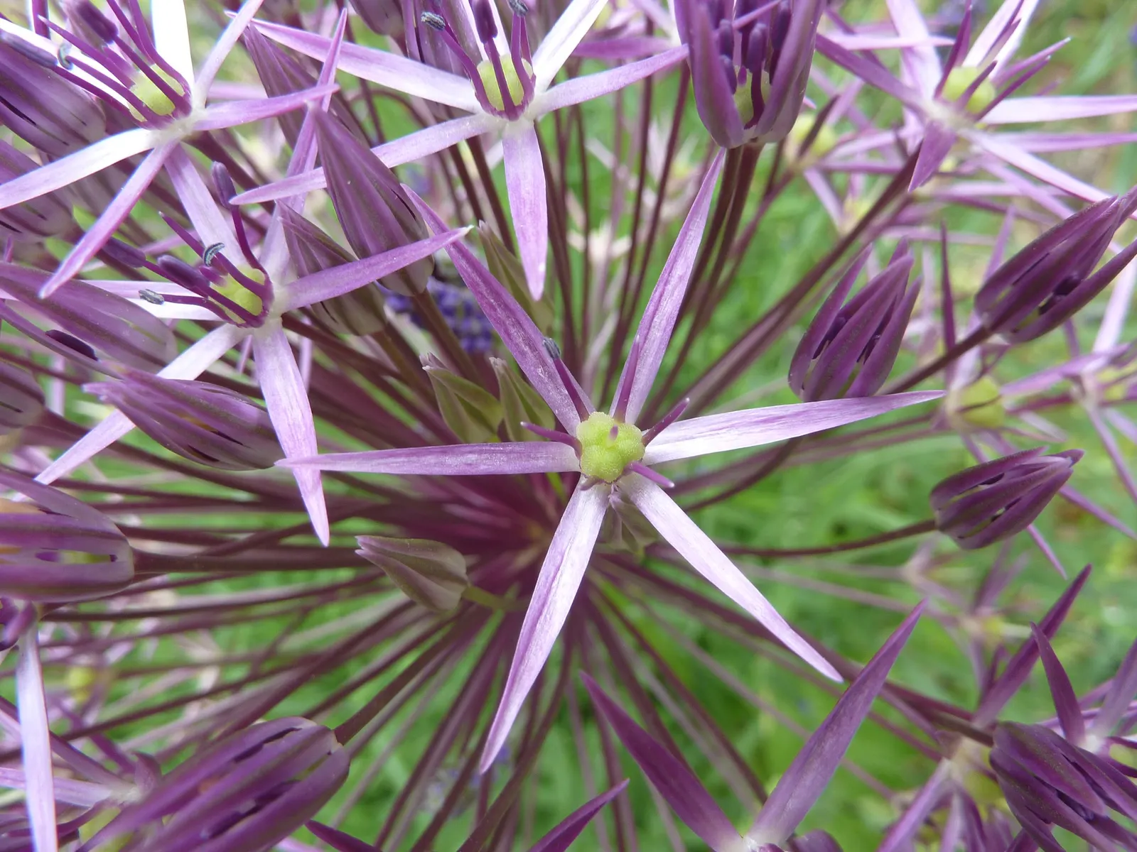 Star Of Persia (Allium Cristophii) — spherical clusters of lavender