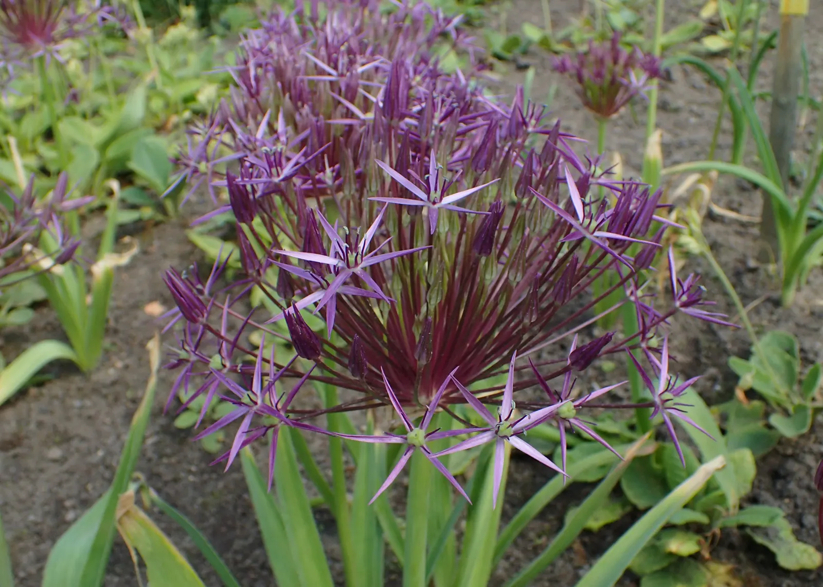 Star Of Persia (Allium Cristophii) — bulb / perennial for full or half; allowing the plant to offer both immediate appeal and enduring charm