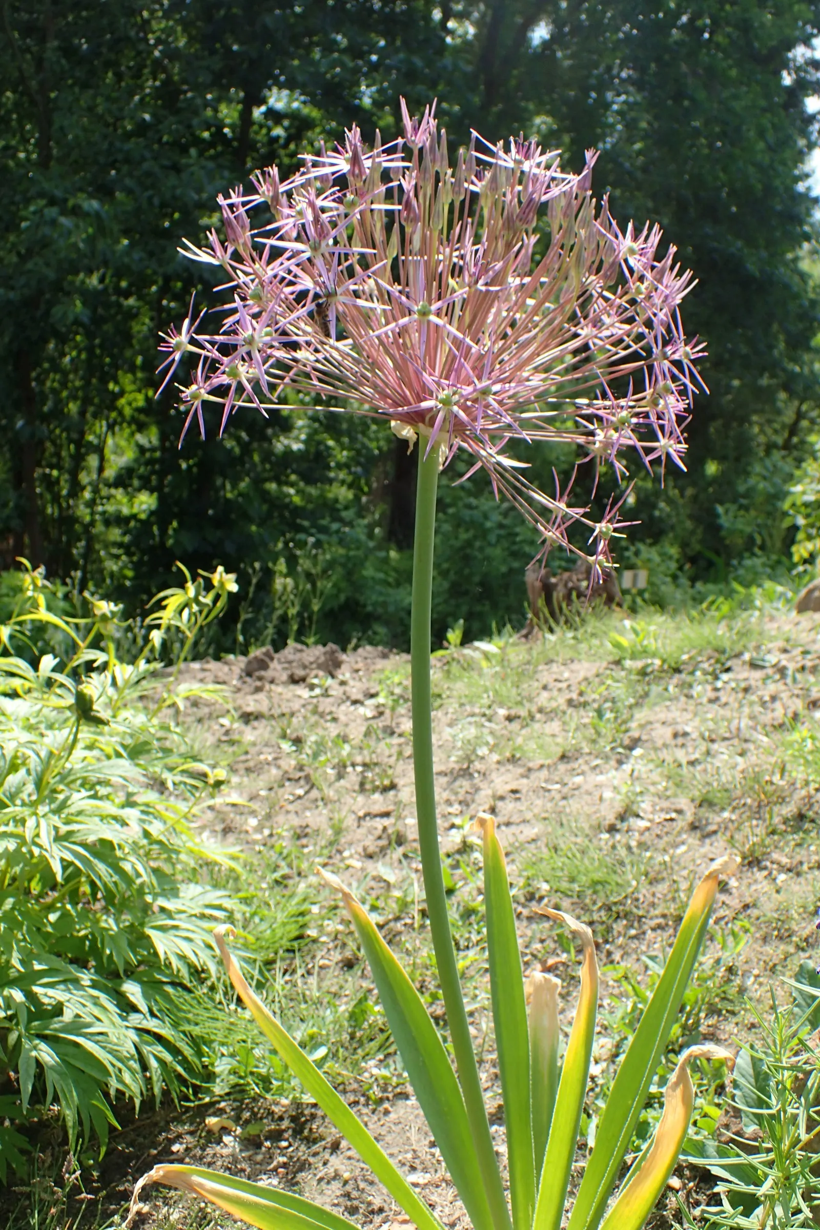Star Of Persia (Allium Cristophii) — this allium reaches a height of 18 to 24 inches, image 63
