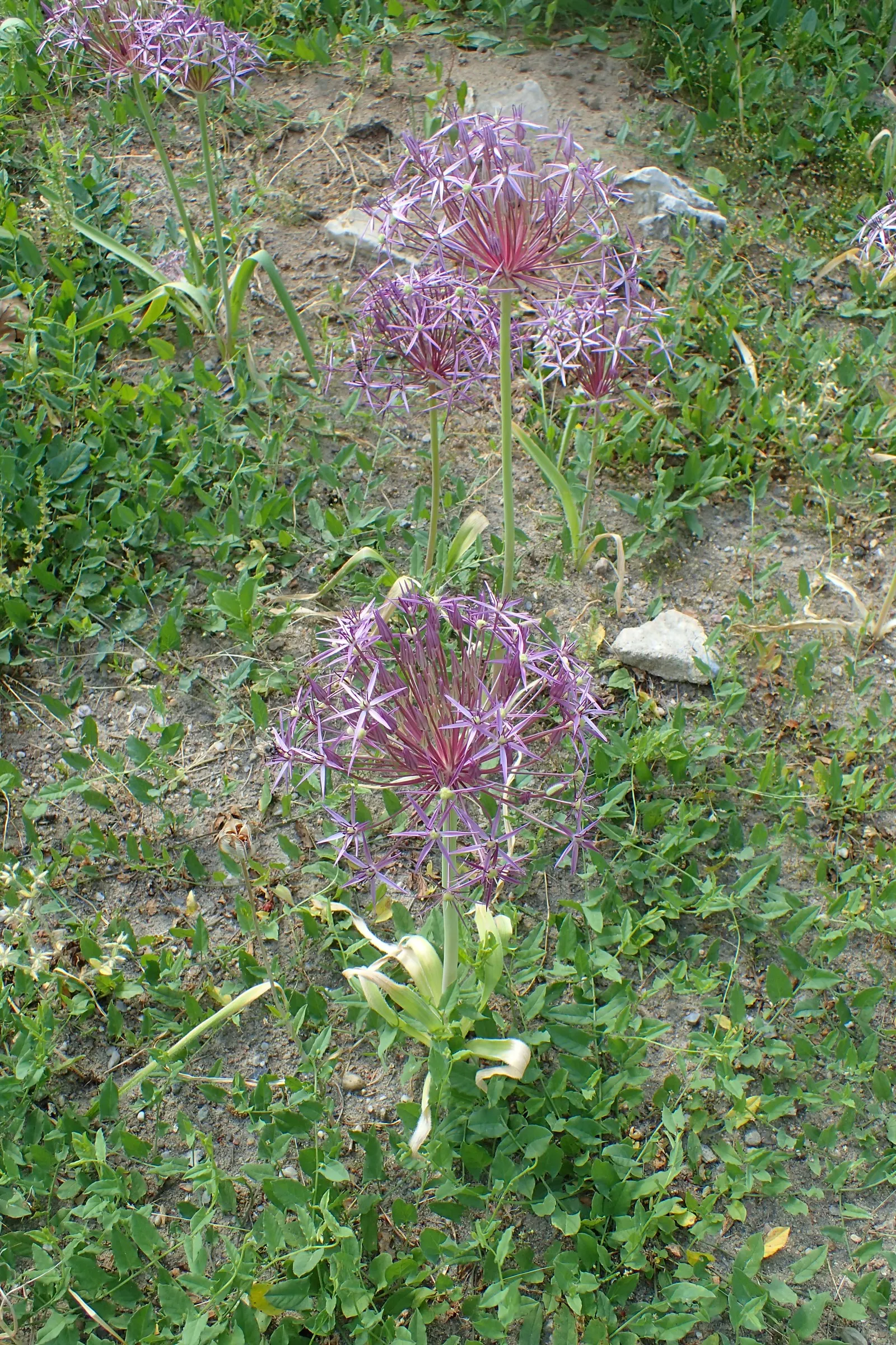 Star Of Persia (Allium Cristophii) — lavender flowers in the garden; allium cristophii is a striking ornamental bulb known for its dazzling spherical