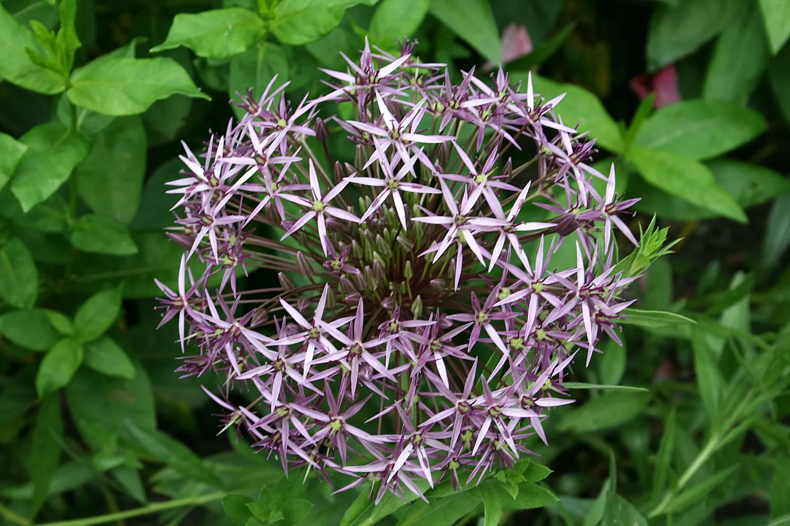 Star Of Persia (Allium Cristophii) — with a spread of 10 to 12 inches; star of Persia is an excellent choice for adding vertical interest and architectural