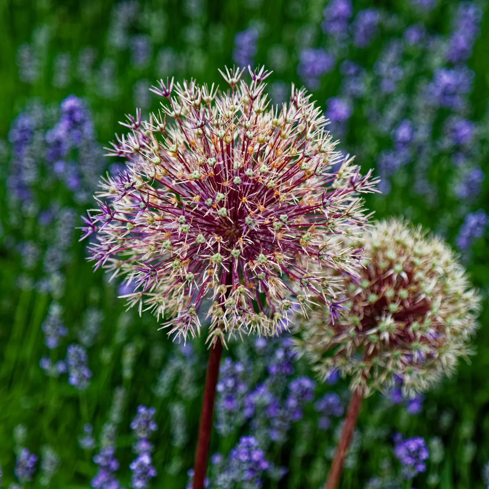 Star Of Persia (Allium Cristophii) — adding a dazzling display to borders and beds; commonly referred to as Star of Persia, image 55