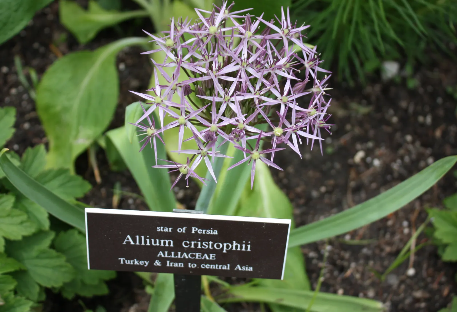 Star Of Persia (Allium Cristophii) — Thriving in USDA zones 4 through 8; adding a dazzling display to borders and beds, image 69