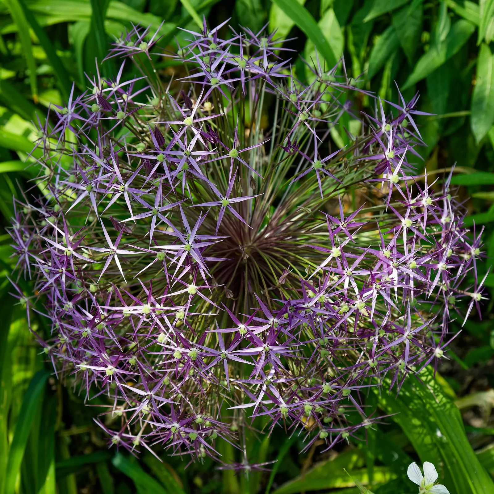 Star Of Persia (Allium Cristophii) — Thriving in USDA zones 4 through 8
