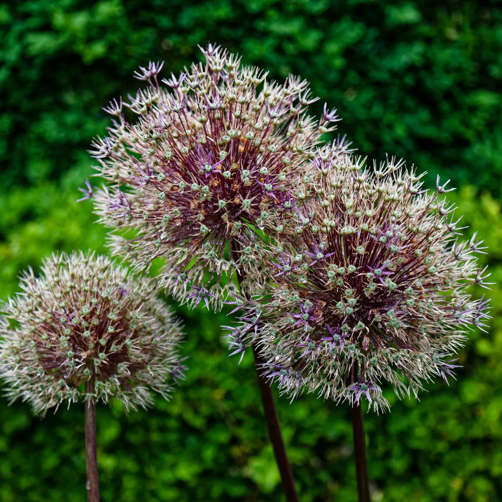 Star Of Persia (Allium Cristophii) — star-shaped blooms reaching up to 12 inches across; the flower heads span an impressive 8 to 12 inches in, image 52