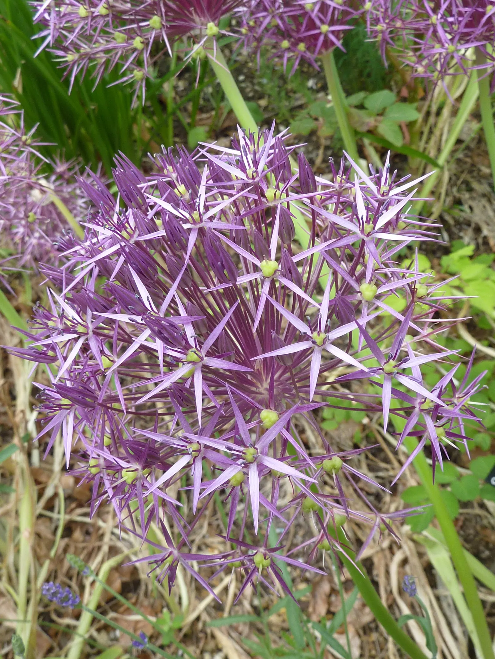 Star Of Persia (Allium Cristophii) — the flower heads span an impressive 8 to 12 inches in diameter; bulb / perennial with lavender blooms