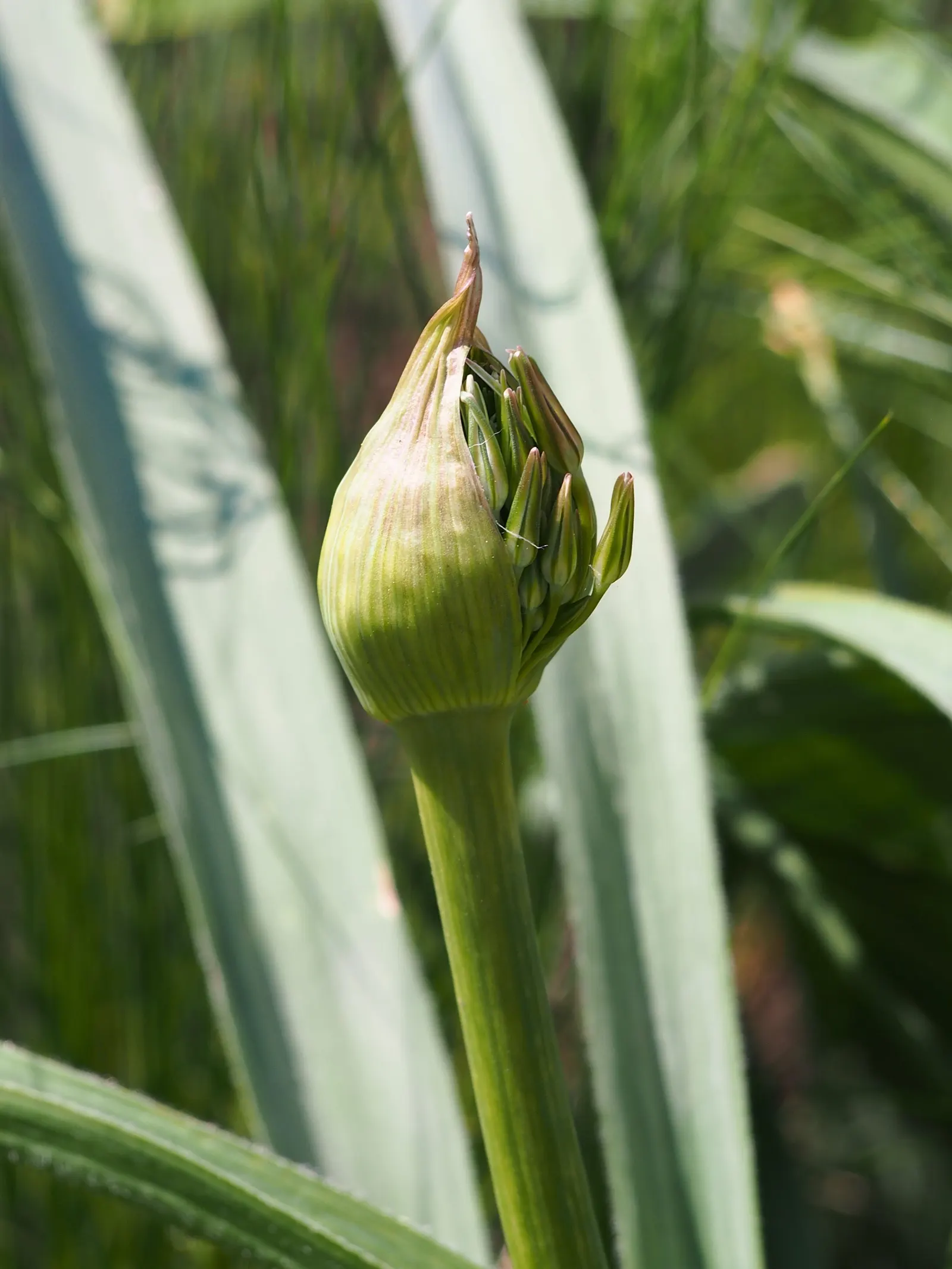 Star Of Persia (Allium Cristophii) — with a spread of 10 to 12 inches