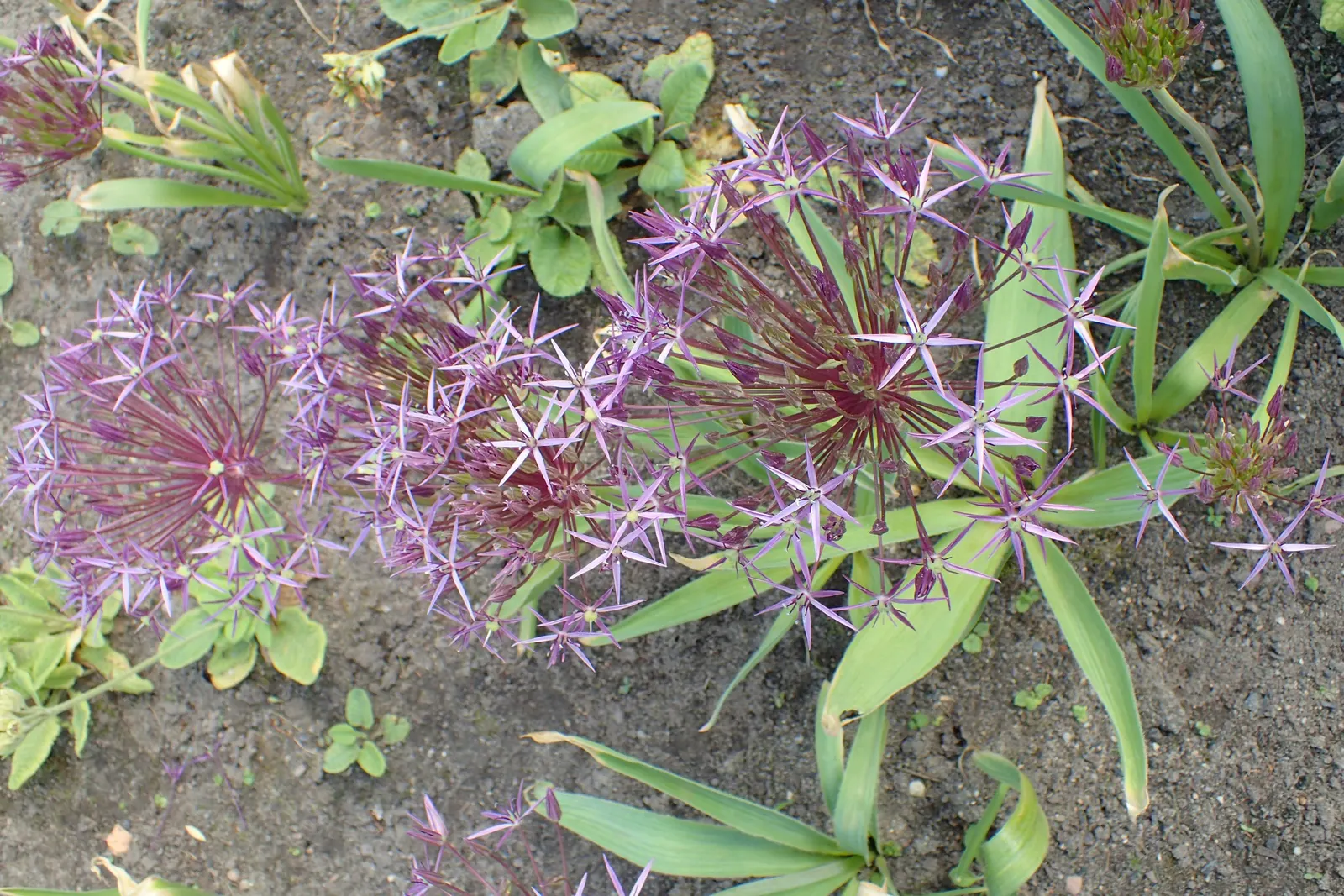 Star Of Persia (Allium Cristophii) — Allium cristophii is a striking ornamental bulb known for its dazzling spherical inflorescences