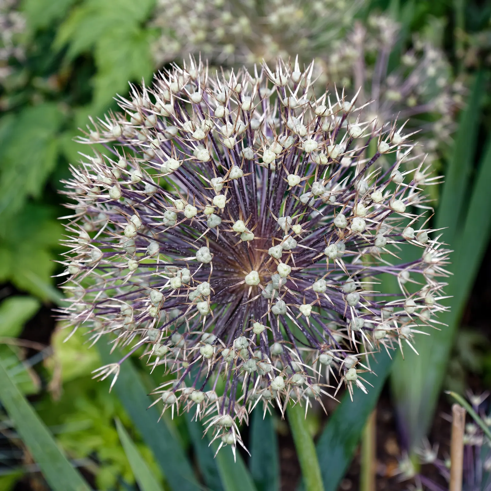Star Of Persia (Allium Cristophii) — star-shaped blooms reaching up to 12 inches across