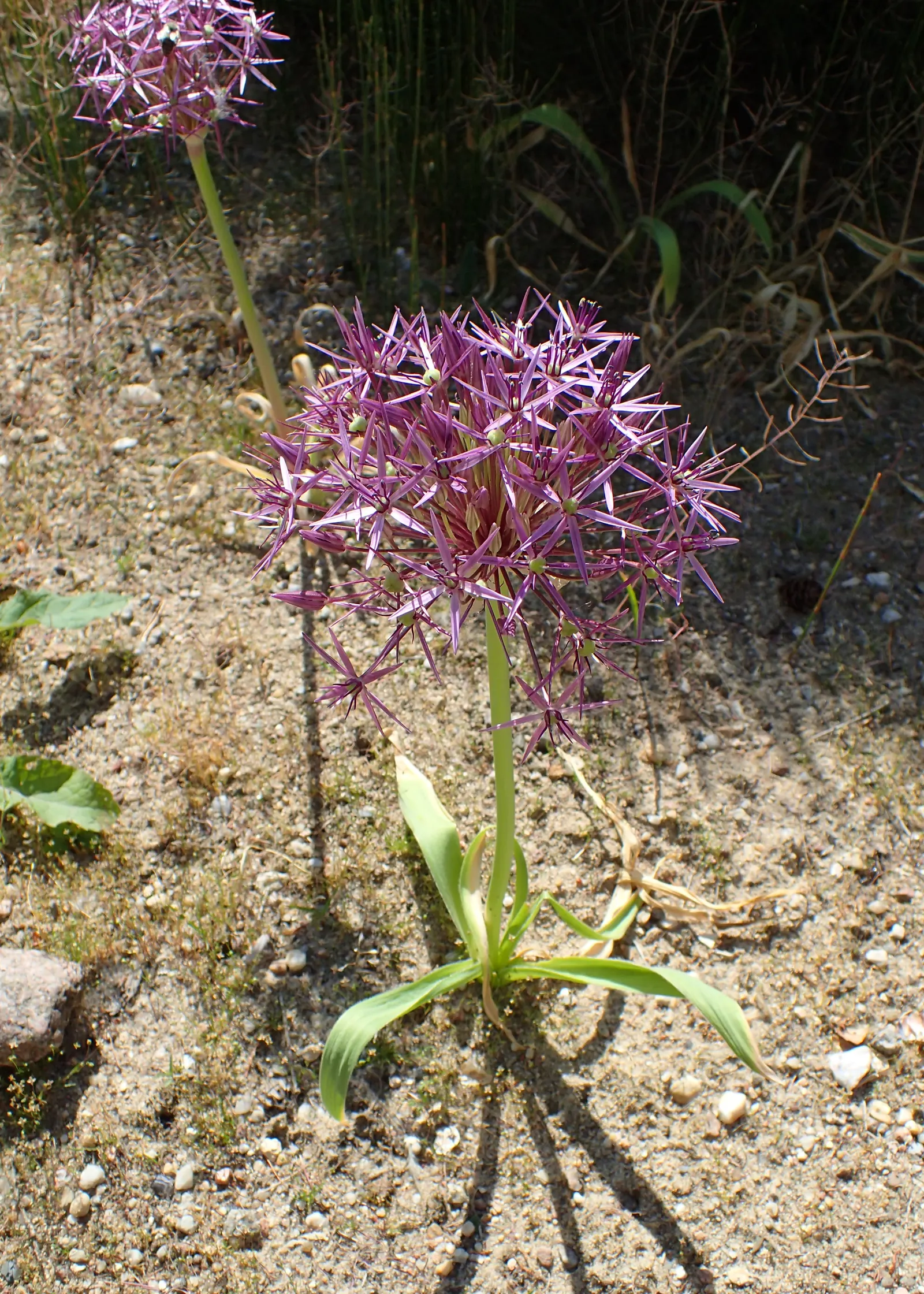 Star Of Persia (Allium Cristophii) — These flowers consist of up to 100 star-shaped; each bloom measuring nearly 2 inches across, image 59