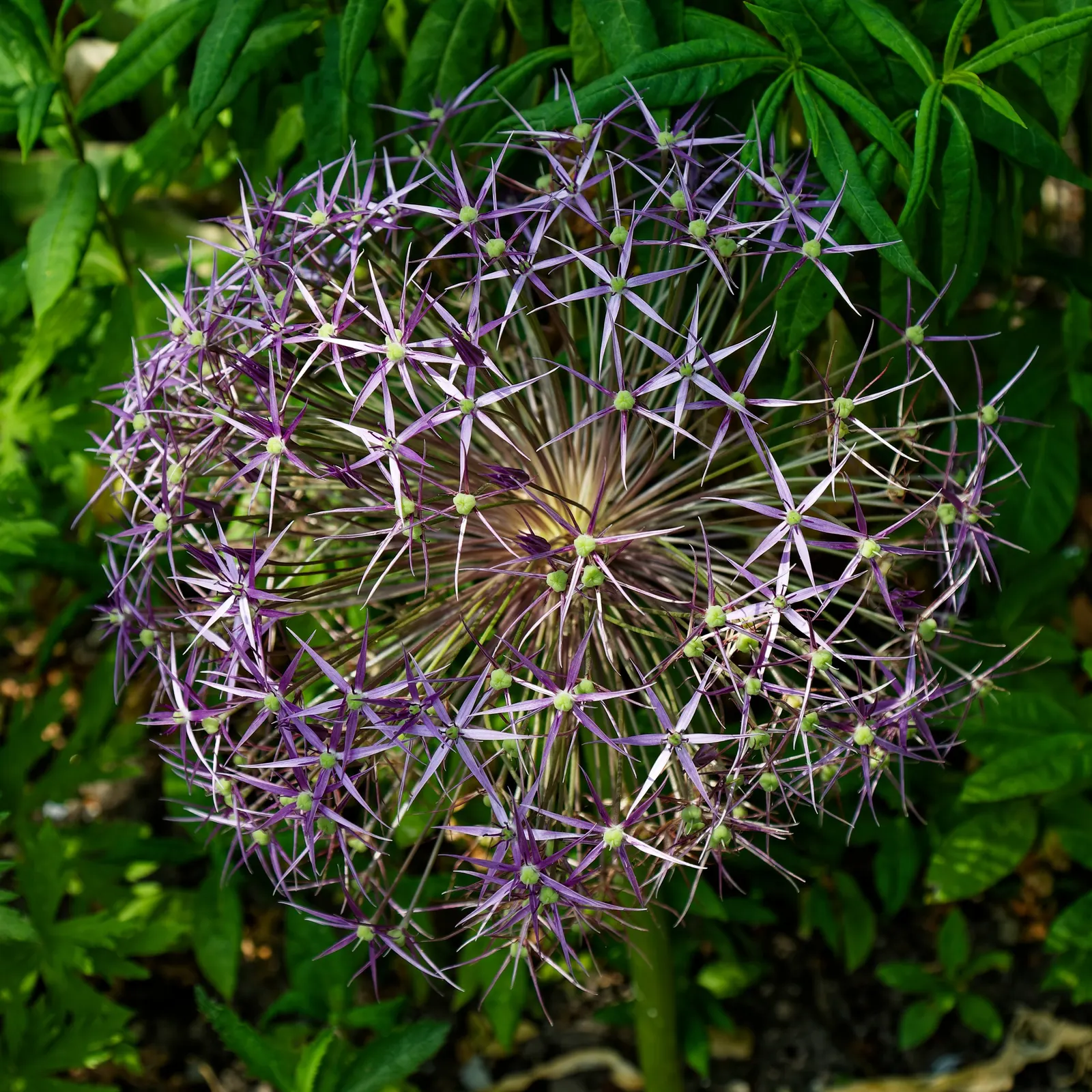 Star Of Persia (Allium Cristophii) — Commonly referred to as Star of Persia; its long-lasting blooms also make superb fresh cut flowers or dried arrangements