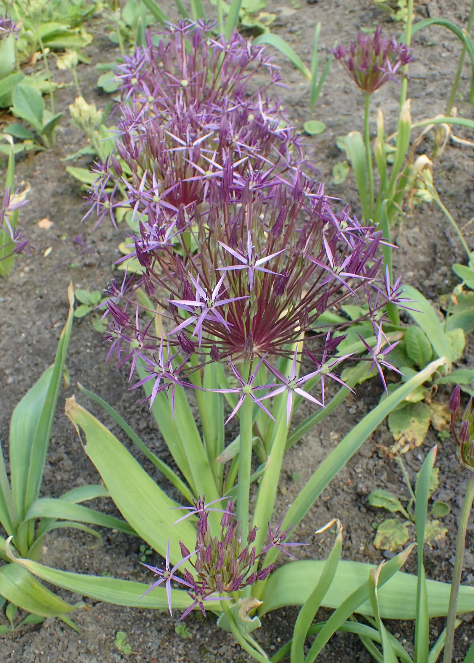 Star Of Persia (Allium Cristophii) — It blooms in late spring to early summer; bulb / perennial for full or half, image 54