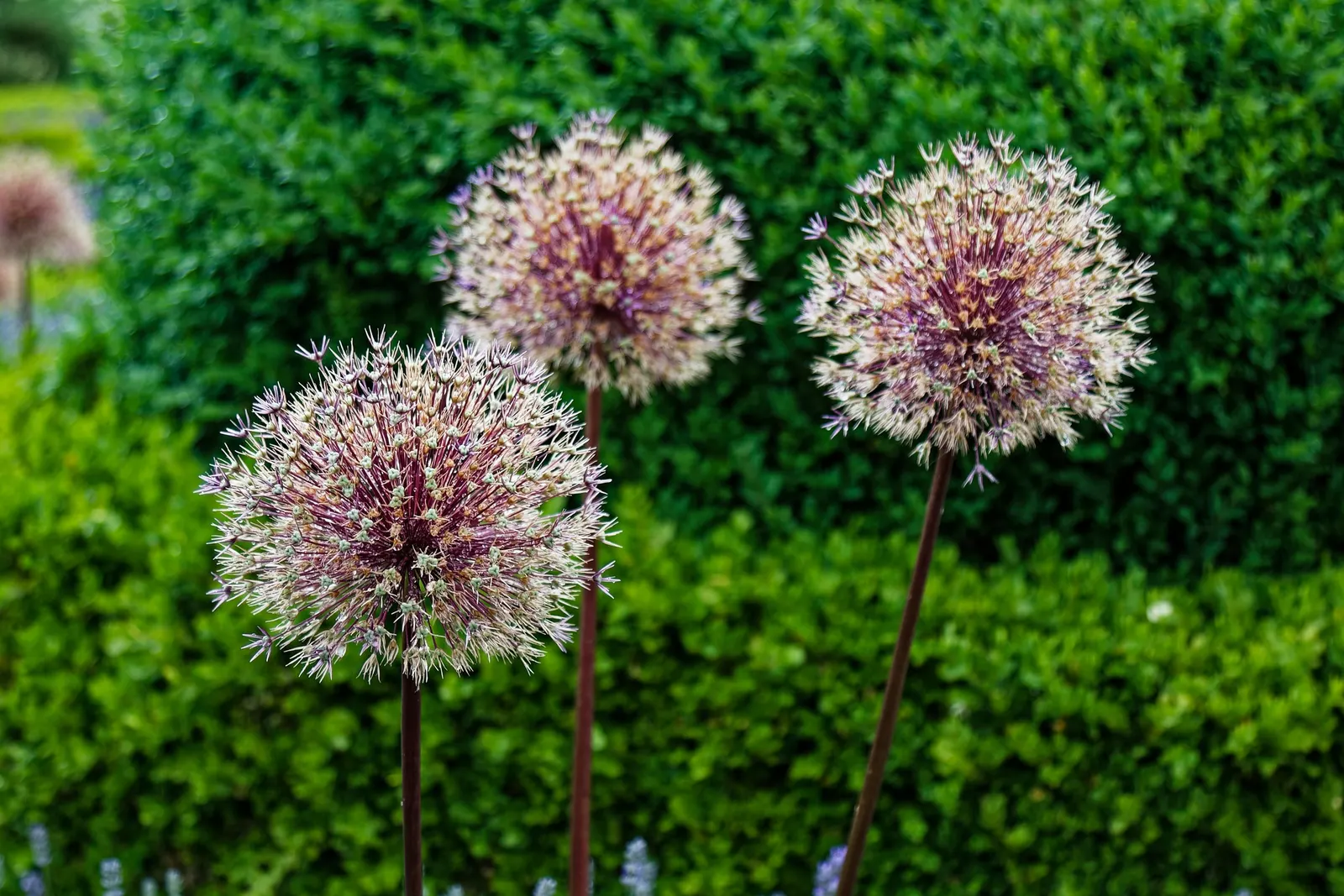 Star Of Persia (Allium Cristophii) — making it an eye-catching mid-border plant for garden designs