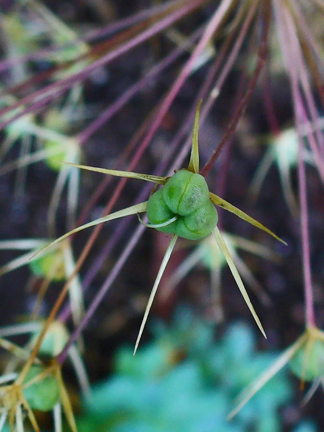 Star Of Persia (Allium Cristophii) — Its long-lasting blooms also make superb fresh cut flowers or dried arrangements; thriving in USDA zones 4, image 71