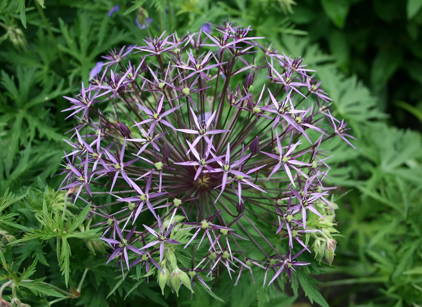 Star Of Persia (Allium Cristophii) — and is resistant to deer and most pests; with a spread of 10 to 12 inches