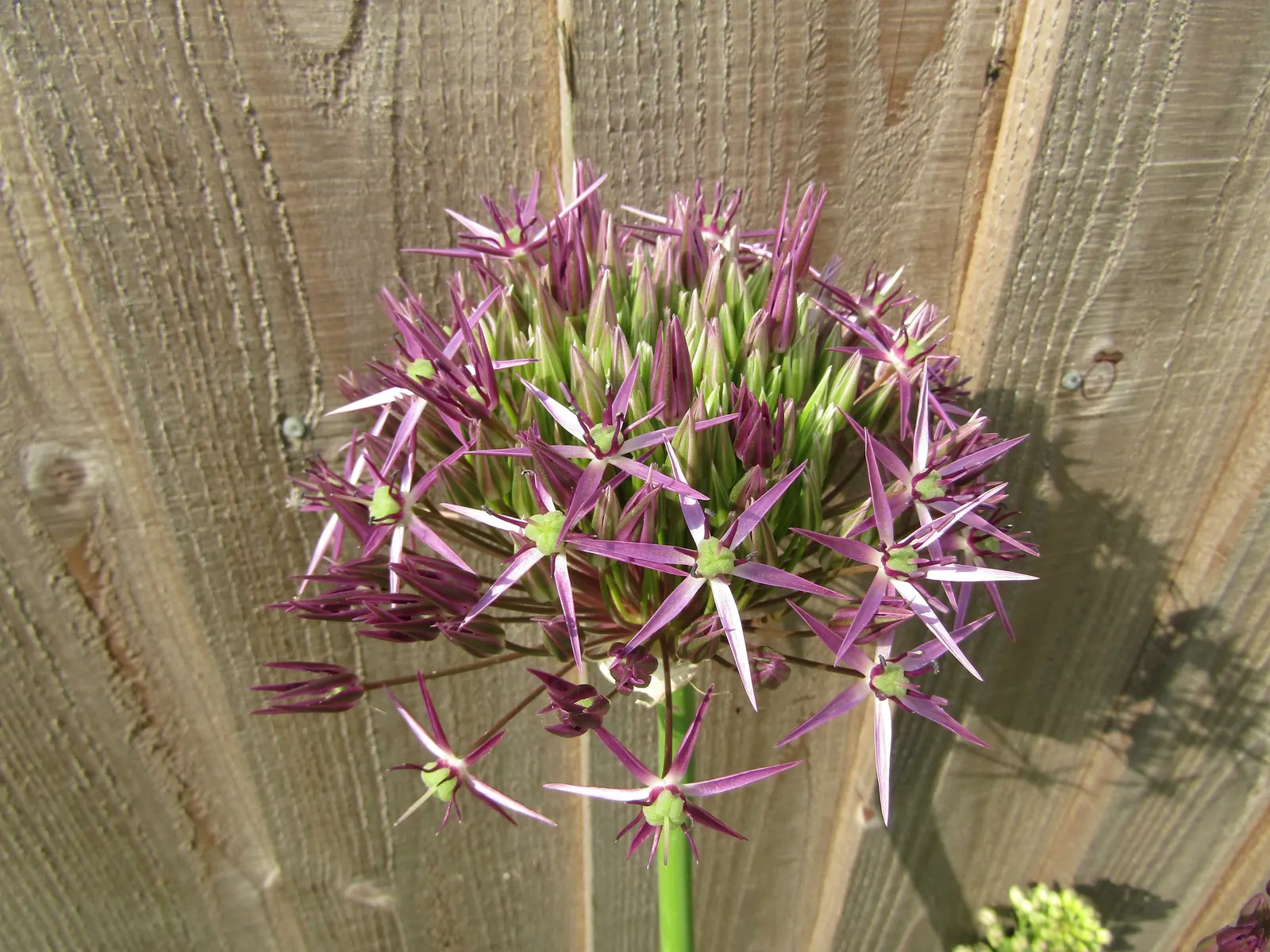 Star Of Persia (Allium Cristophii) — creating a visual spectacle from late spring to early summer.<br><br>At maturity; and is resistant to deer and most pests
