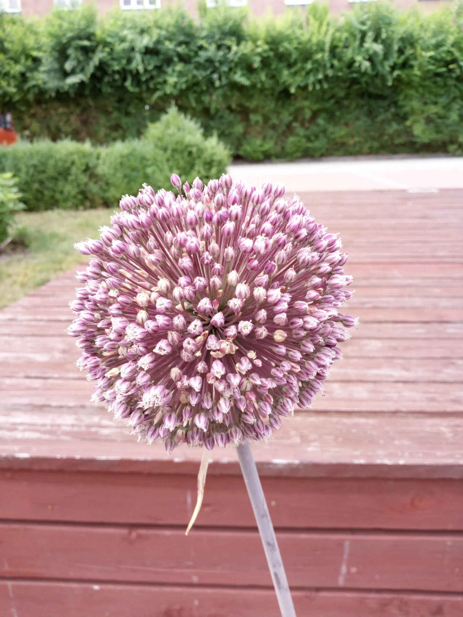 Star Of Persia (Allium Cristophii) — making it an eye-catching mid-border plant for garden designs; star-shaped blooms reaching up to 12 inches, image 65