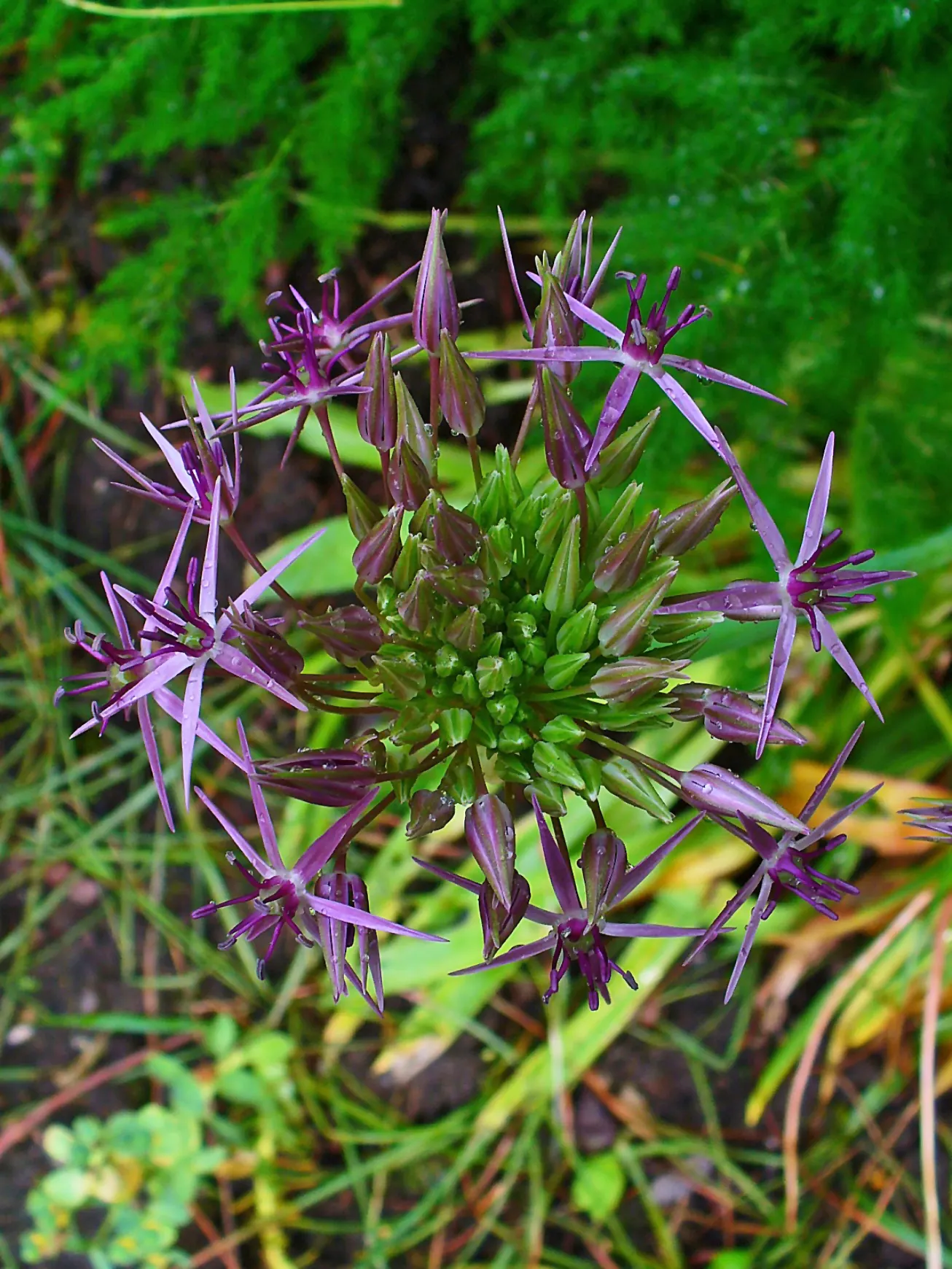 Star Of Persia (Allium Cristophii) — this allium reaches a height of 18 to 24 inches