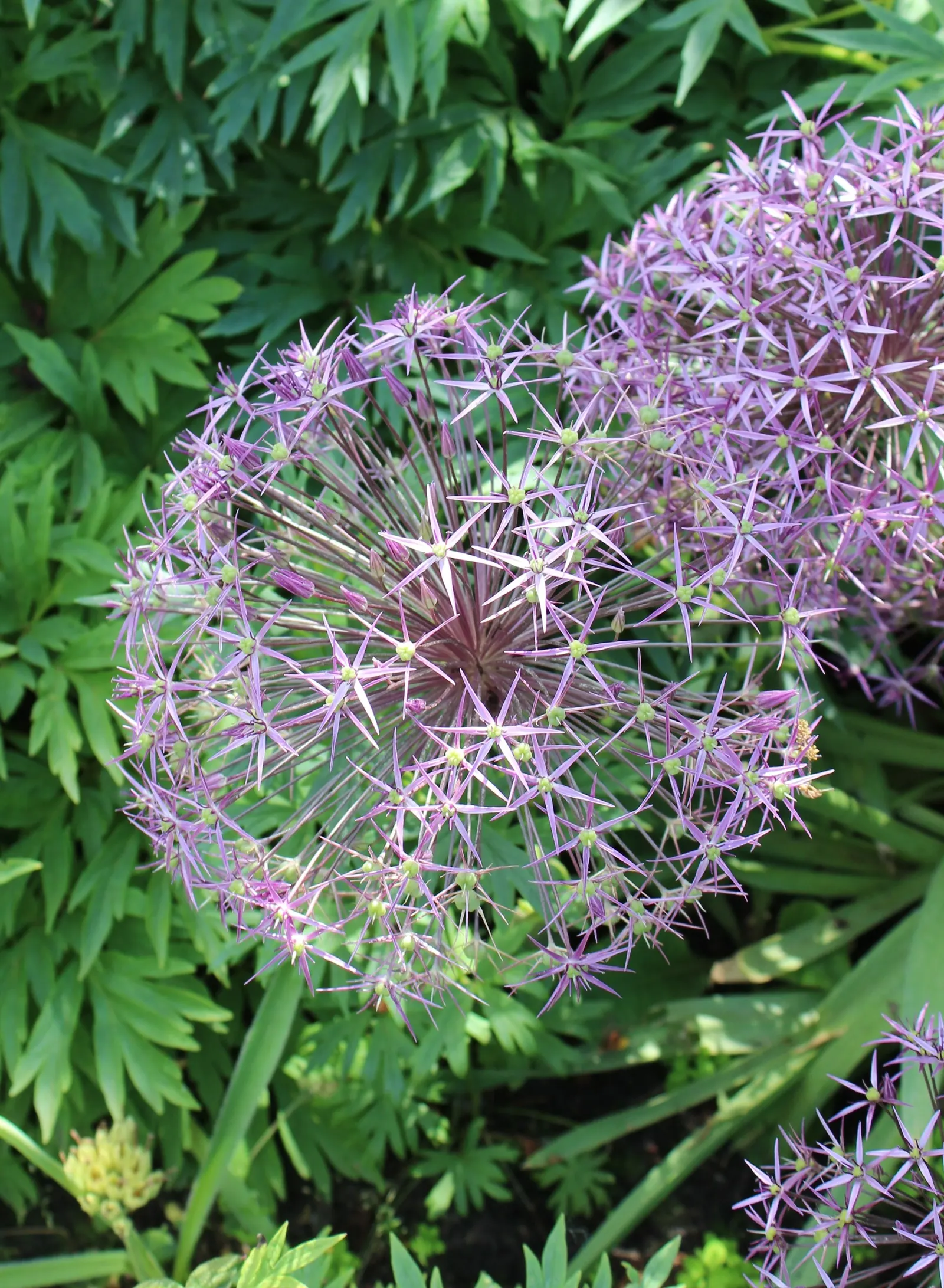 Star Of Persia (Allium Cristophii) — with a spread of 10 to 12 inches; star of Persia is an excellent choice for adding vertical interest and, image 64