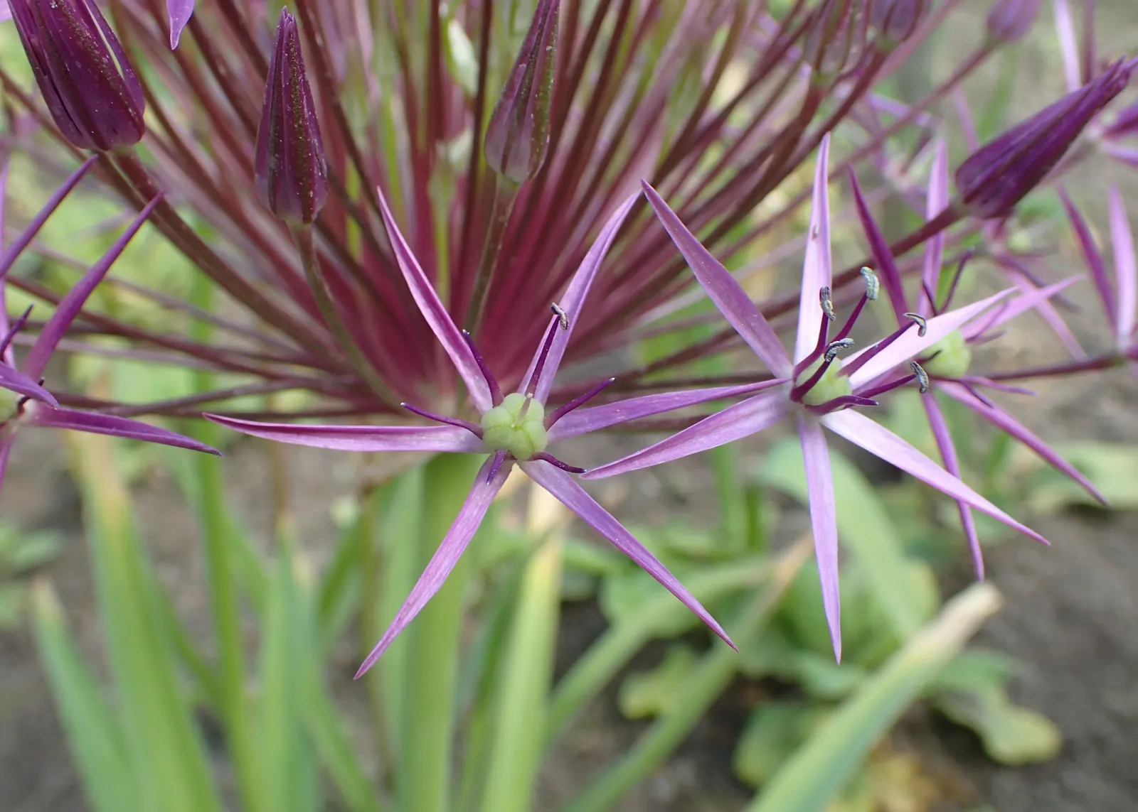 Star Of Persia (Allium Cristophii) — Once established, it is relatively drought tolerant and requires minimal maintenance; lavender flowers in the, image 68