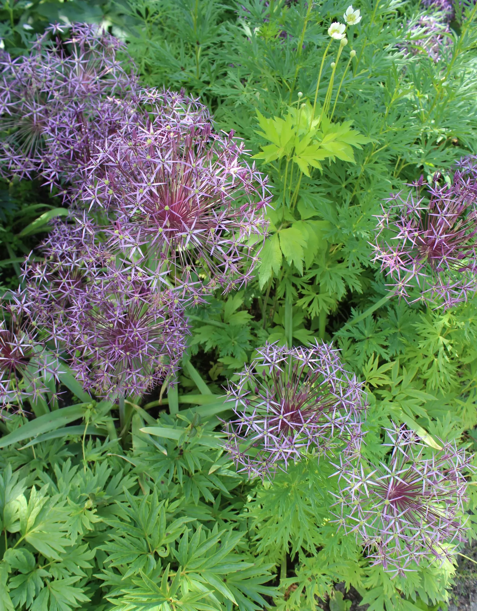 Star Of Persia (Allium Cristophii) — bulb / perennial with lavender blooms; making it an eye-catching mid-border plant for garden designs