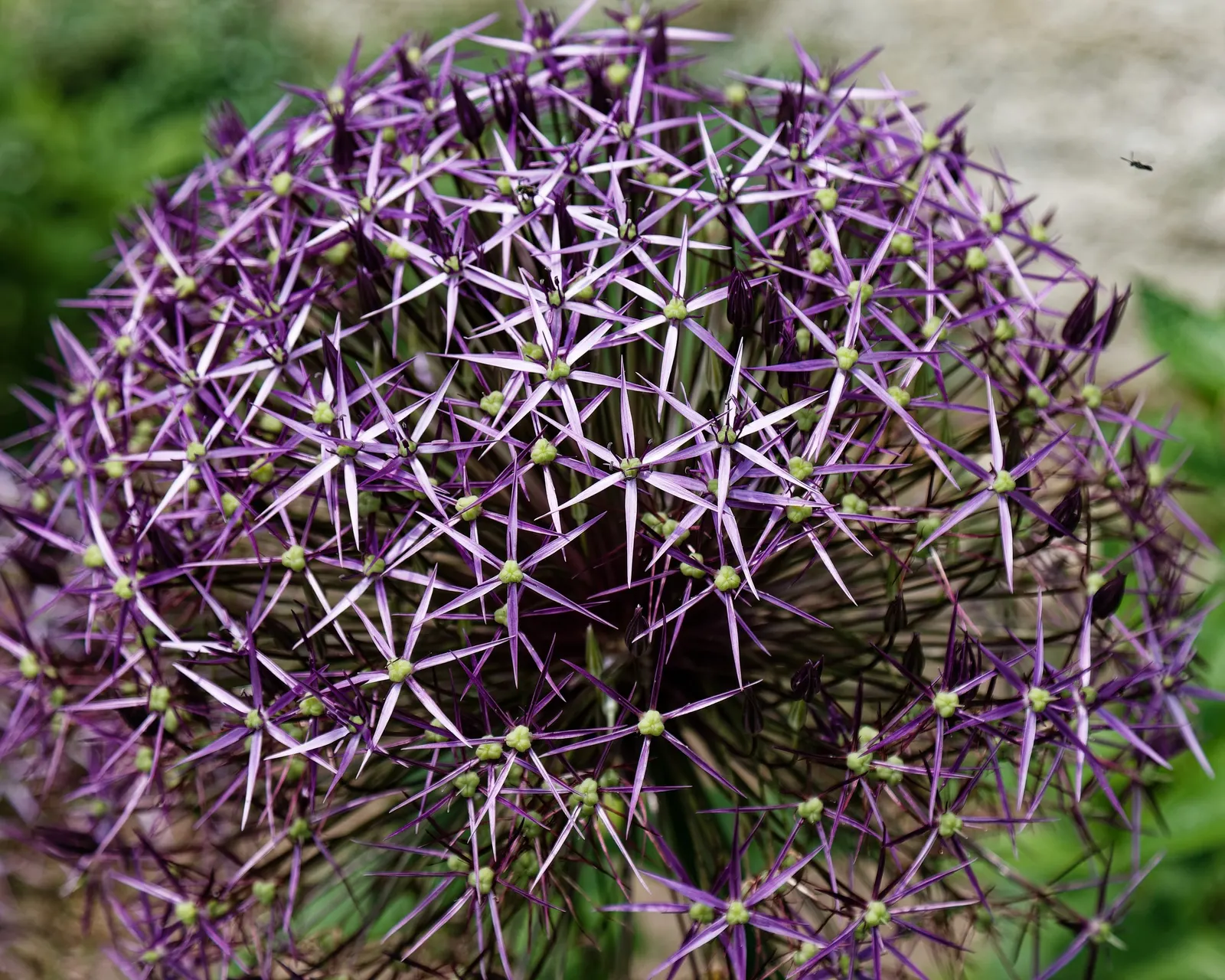Star Of Persia (Allium Cristophii) — Commonly referred to as Star of Persia
