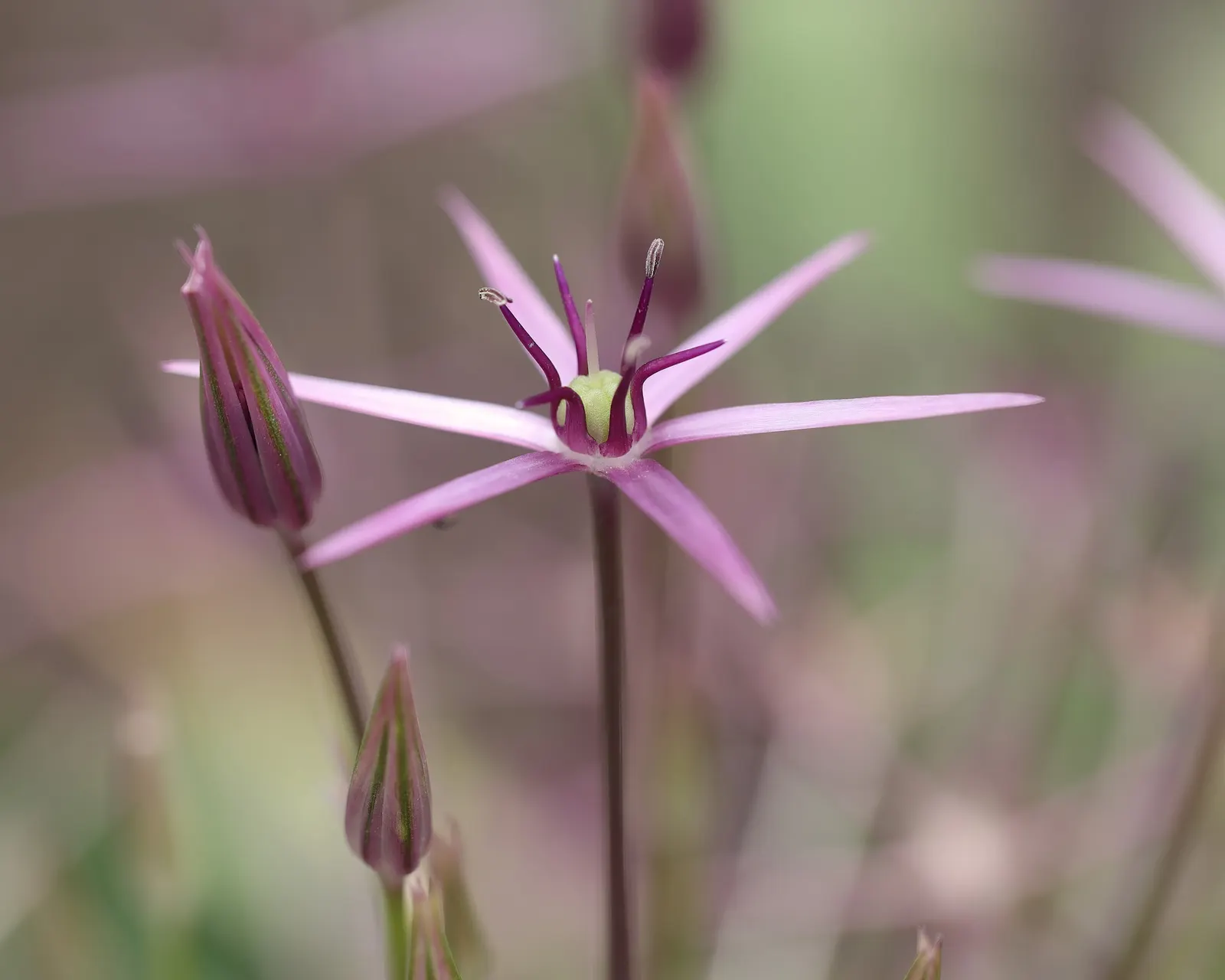 Star Of Persia (Allium Cristophii) — spherical clusters of lavender; it blooms in late spring to early summer