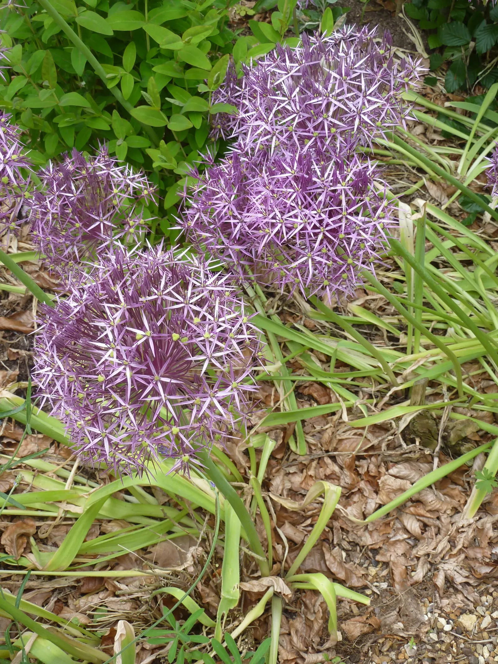 Star Of Persia (Allium Cristophii) — It blooms in late spring to early summer; bulb / perennial for full or half