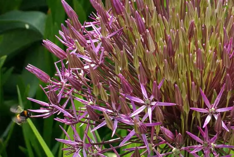 Star Of Persia (Allium Cristophii) — Star of Persia is an excellent choice for adding vertical interest and architectural flair to your garden, image 70