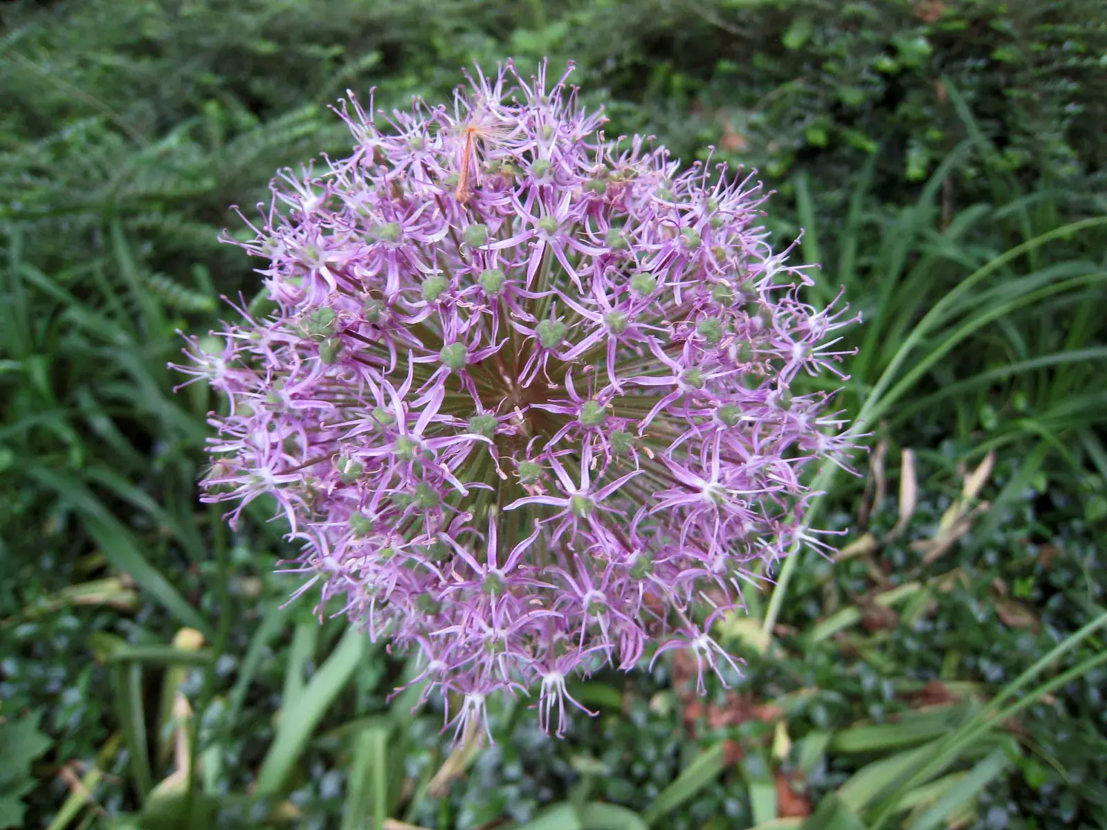 Star Of Persia (Allium Cristophii) — allowing the plant to offer both immediate appeal and enduring charm