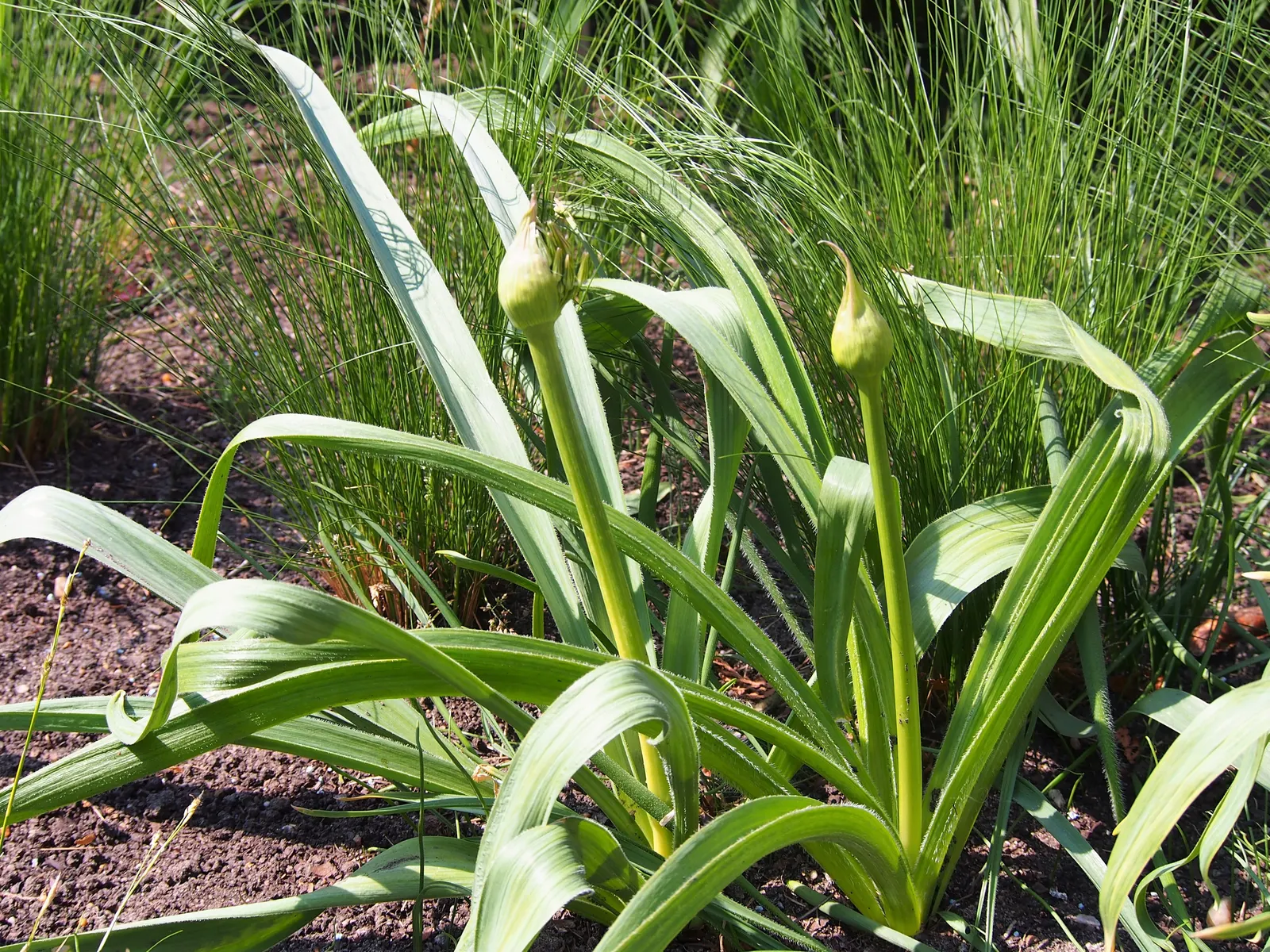 Star Of Persia (Allium Cristophii) — Star of Persia is an excellent choice for adding vertical interest and architectural flair to your garden
