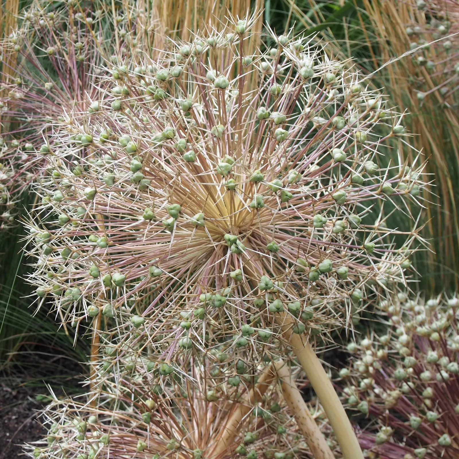 Star Of Persia (Allium Cristophii) — bulb / perennial for full or half