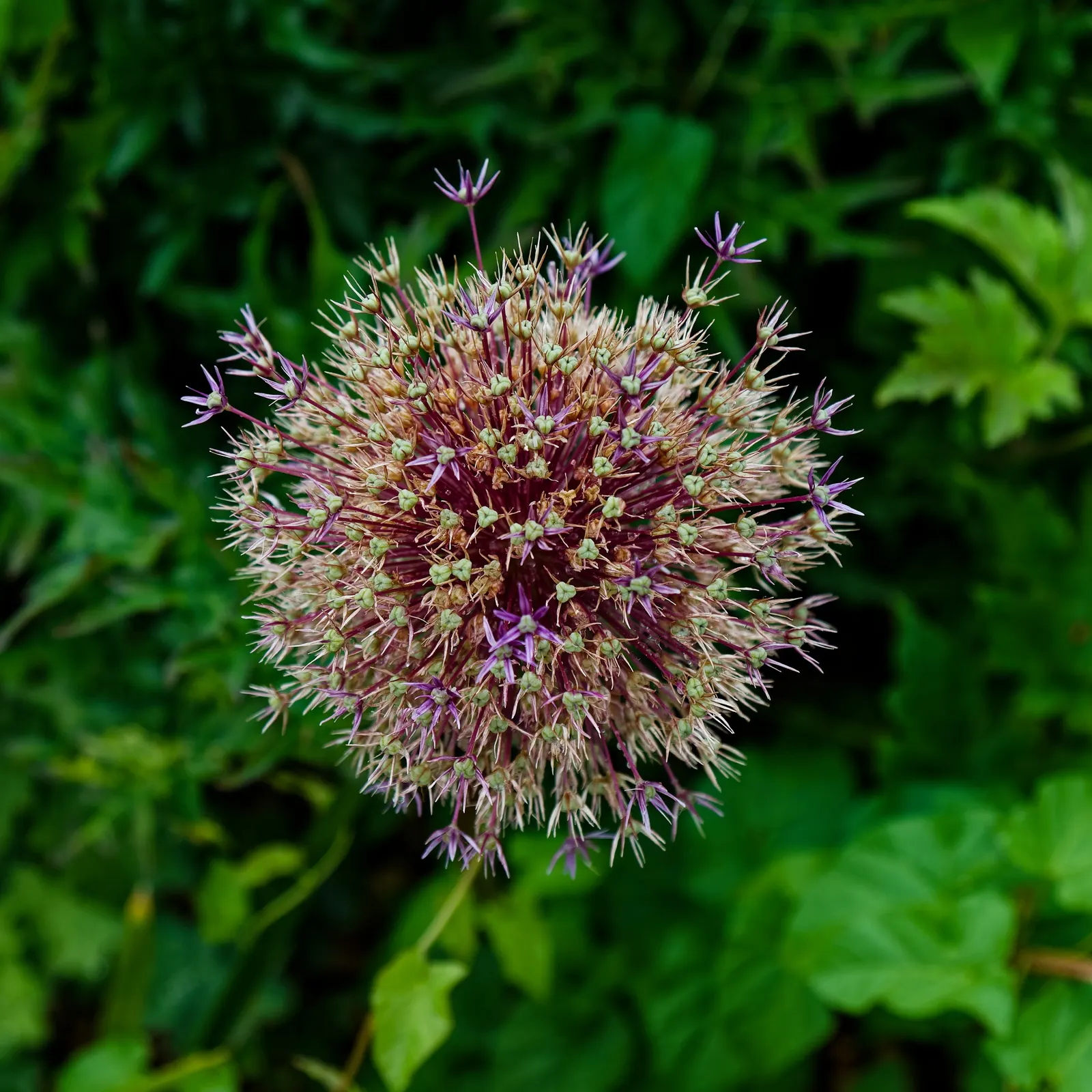 Star Of Persia (Allium Cristophii) — Thriving in USDA zones 4 through 8; adding a dazzling display to borders and beds