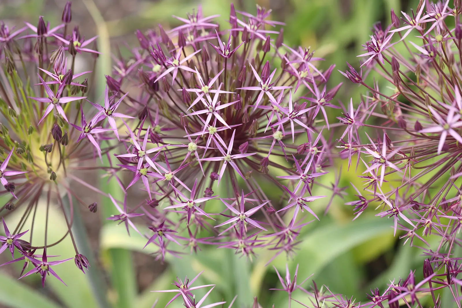 Star Of Persia (Allium Cristophii) — Allium cristophii is a striking ornamental bulb known for its dazzling spherical inflorescences; this perennial grows to a