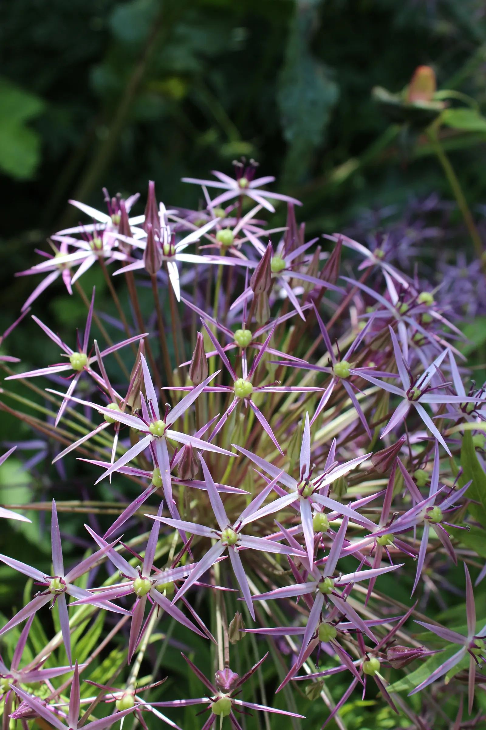 Star Of Persia (Allium Cristophii) — each bloom measuring nearly 2 inches across; it performs best in well-drained soil, ideally with a pH that is slightly