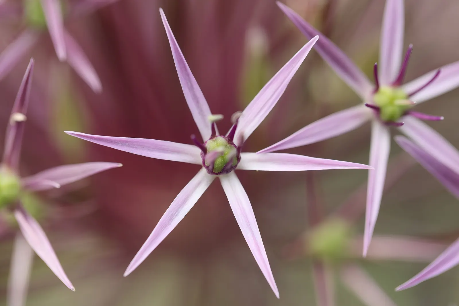 Star Of Persia (Allium Cristophii) — It performs best in well-drained soil, ideally with a pH that is slightly acidic to neutral; the foliage of Allium