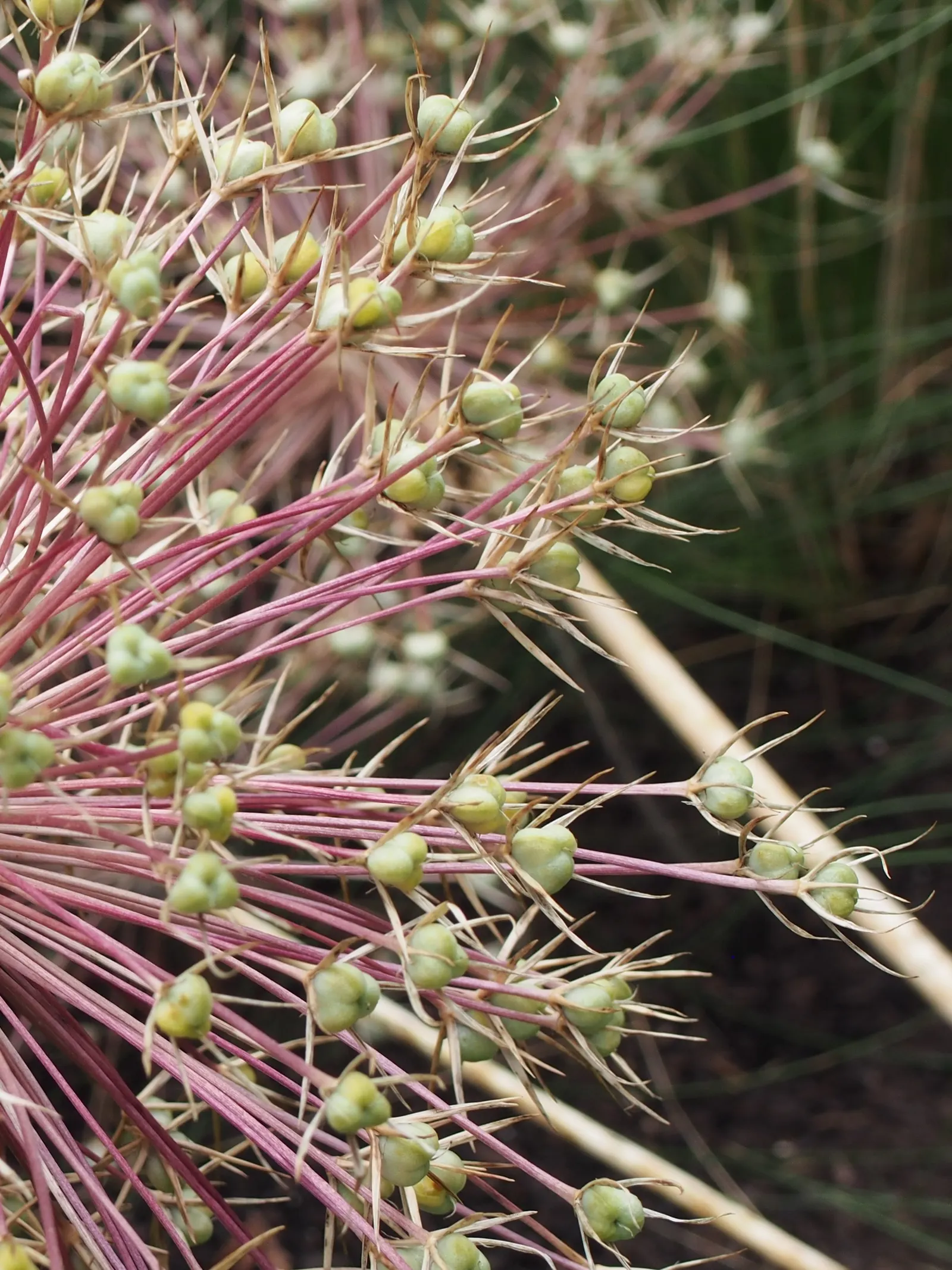 Star Of Persia (Allium Cristophii) — the flower heads span an impressive 8 to 12 inches in diameter