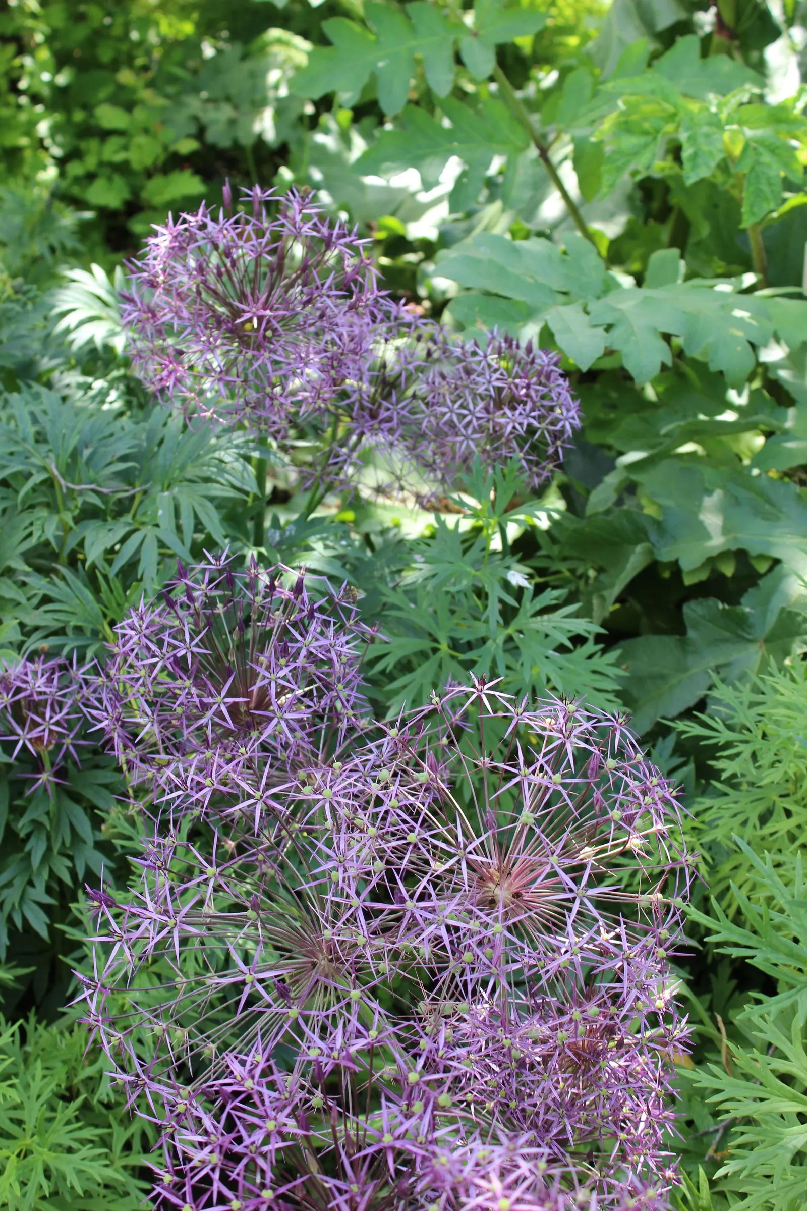 Star Of Persia (Allium Cristophii) — Once established, it is relatively drought tolerant and requires minimal maintenance
