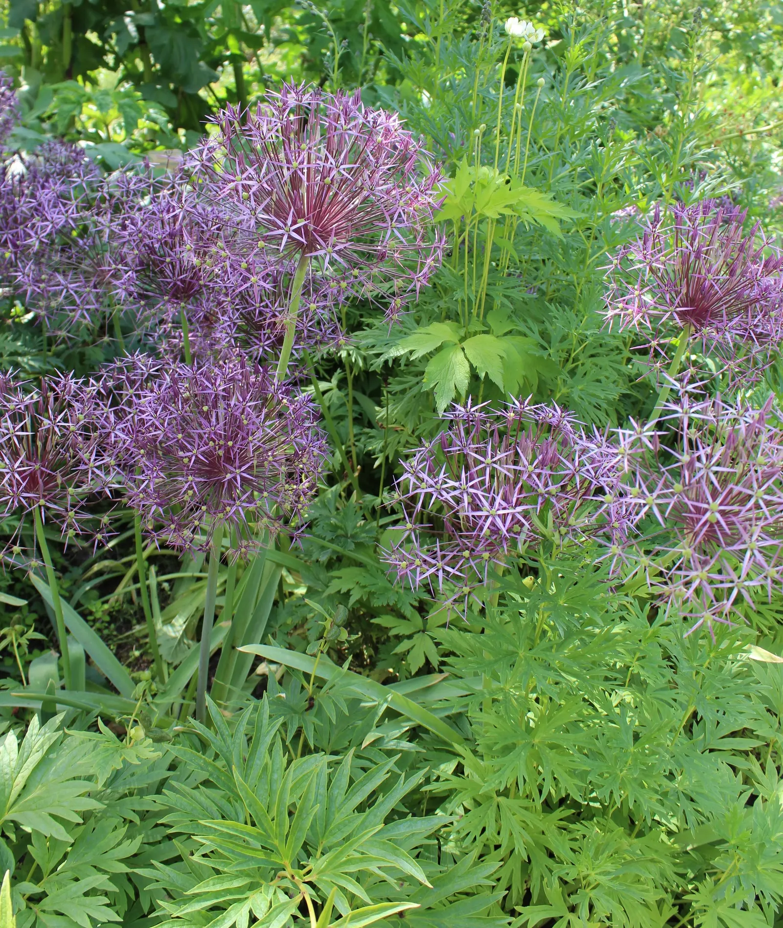 Star Of Persia (Allium Cristophii) — Commonly referred to as Star of Persia; its long-lasting blooms also make superb fresh cut flowers or dried, image 57