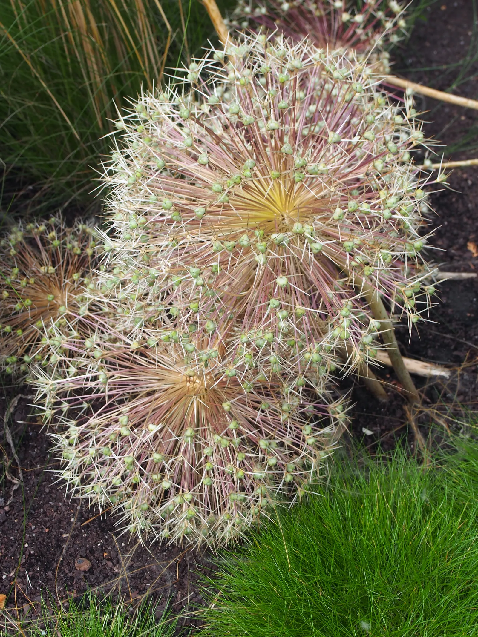 Star Of Persia (Allium Cristophii) — star-shaped blooms reaching up to 12 inches across; the flower heads span an impressive 8 to 12 inches in diameter