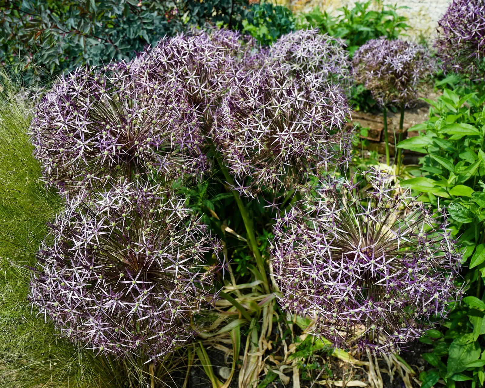 Star Of Persia (Allium Cristophii) — each bloom measuring nearly 2 inches across