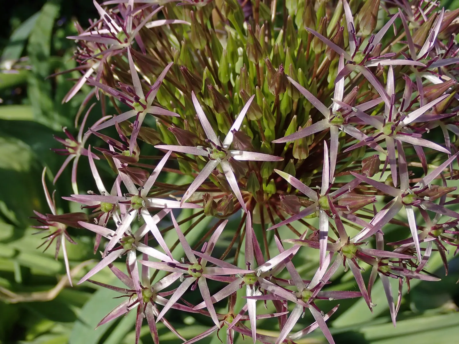 Star Of Persia (Allium Cristophii) — It performs best in well-drained soil, ideally with a pH that is slightly acidic to neutral; the foliage of, image 67