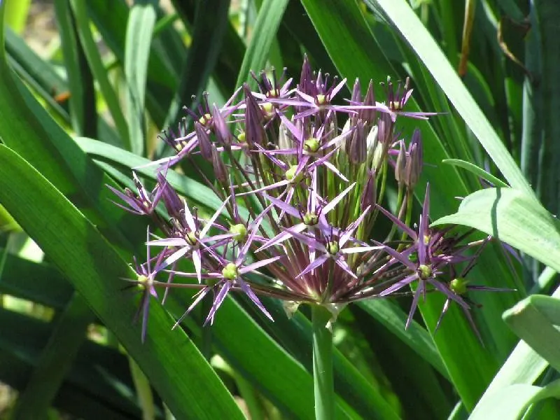 Star Of Persia (Allium Cristophii) — and is resistant to deer and most pests; with a spread of 10 to 12 inches, image 56