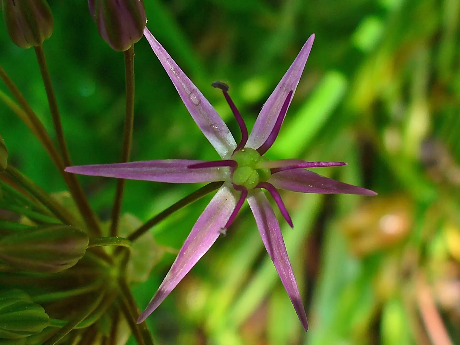 Star Of Persia (Allium Cristophii) — These flowers consist of up to 100 star-shaped; each bloom measuring nearly 2 inches across