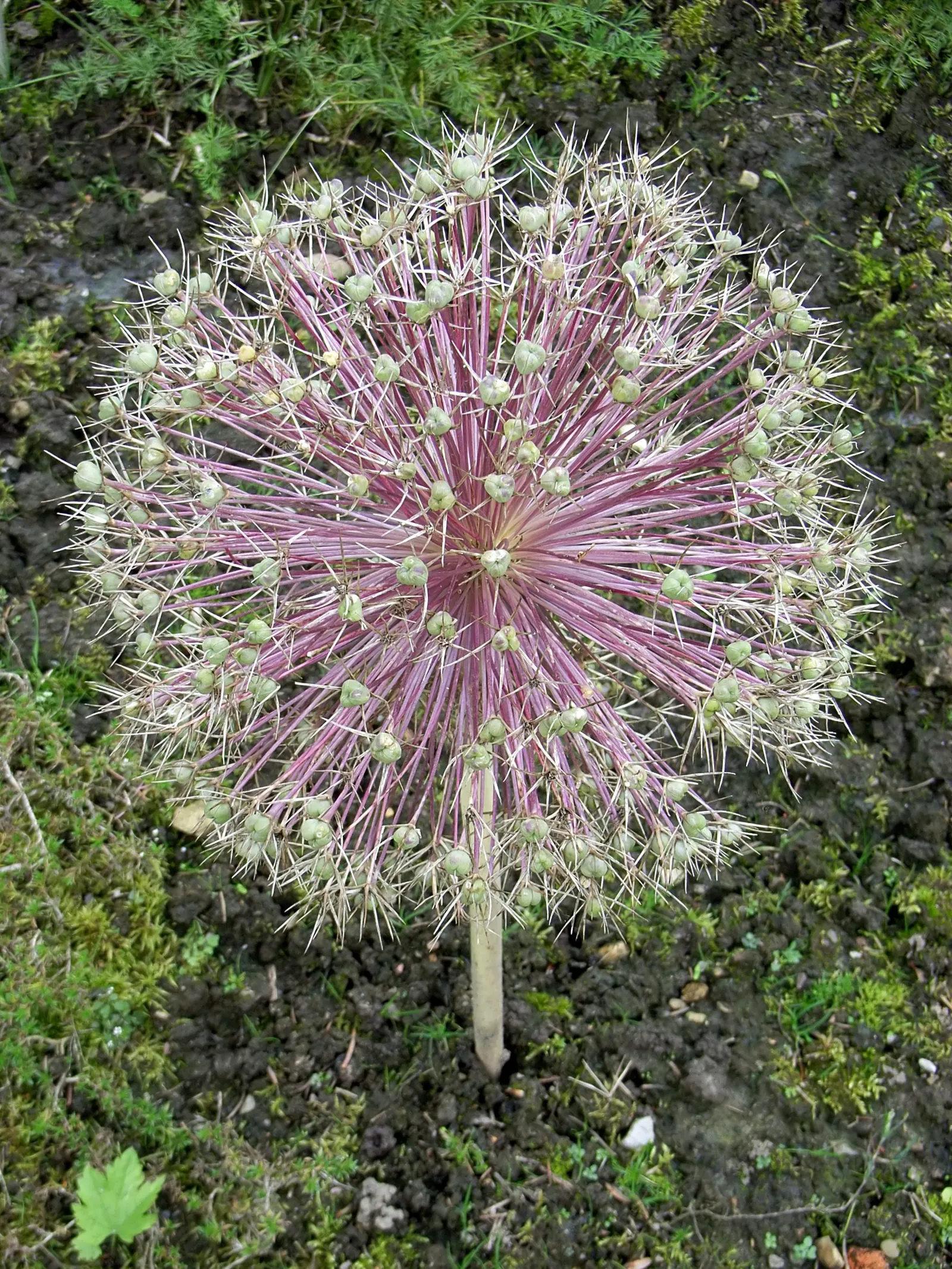 Star Of Persia (Allium Cristophii) — creating a visual spectacle from late spring to early summer.<br><br>At maturity