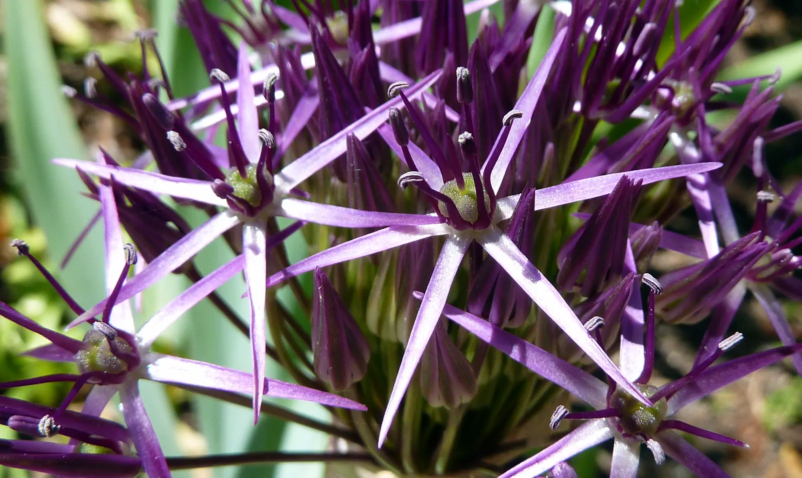 Star Of Persia (Allium Cristophii) — Its long-lasting blooms also make superb fresh cut flowers or dried arrangements