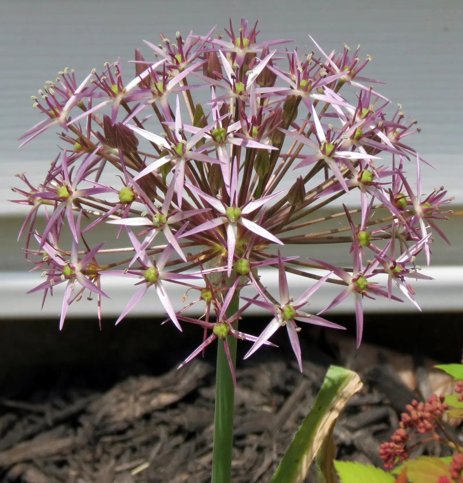 Star Of Persia (Allium Cristophii) — It performs best in well-drained soil, ideally with a pH that is slightly acidic to neutral