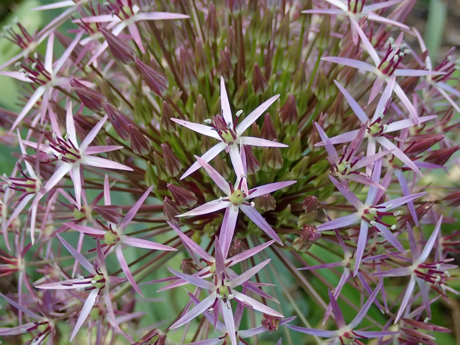 Star Of Persia (Allium Cristophii) — These flowers consist of up to 100 star-shaped