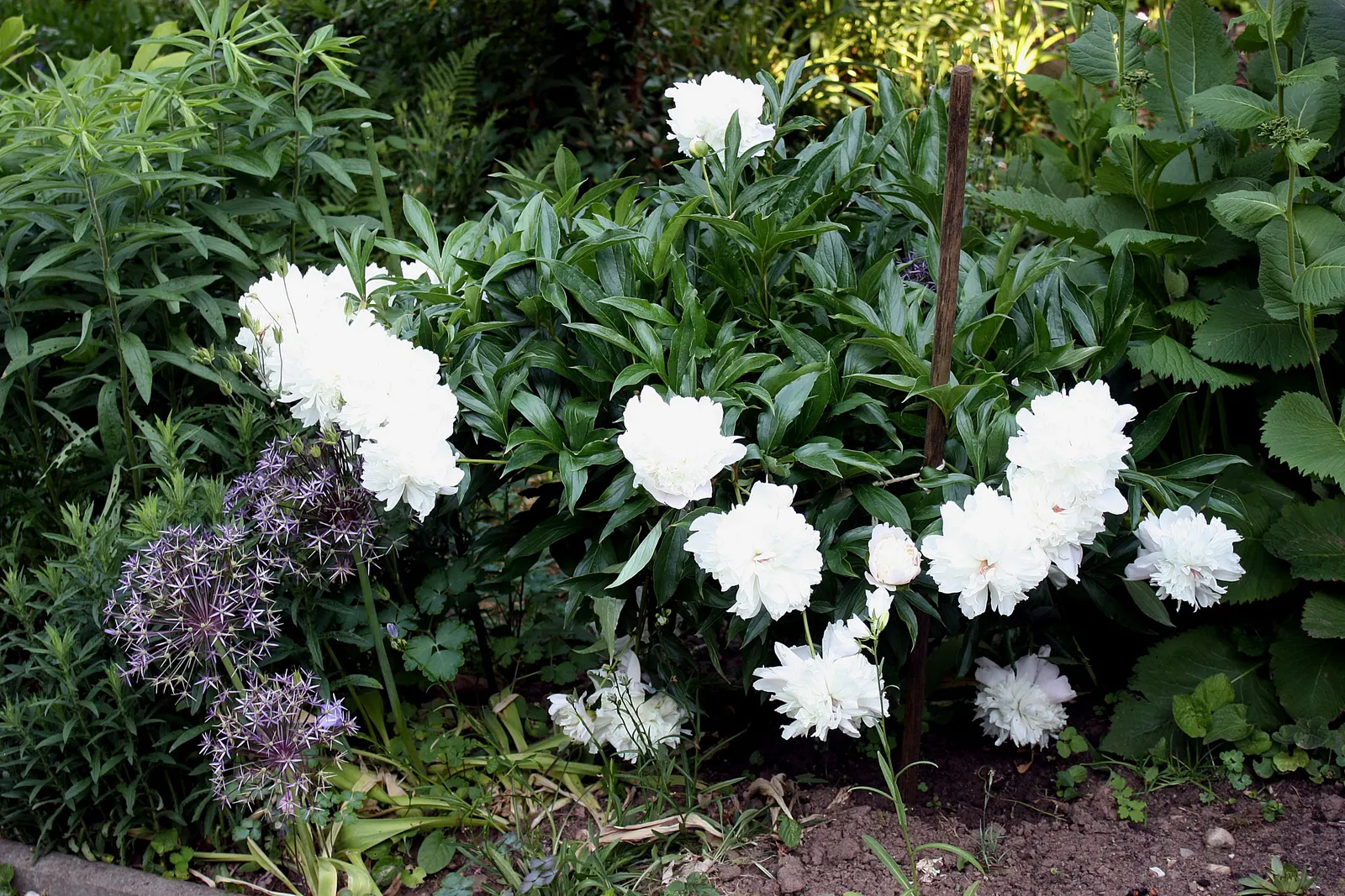 Star Of Persia (Allium Cristophii) — adding a dazzling display to borders and beds