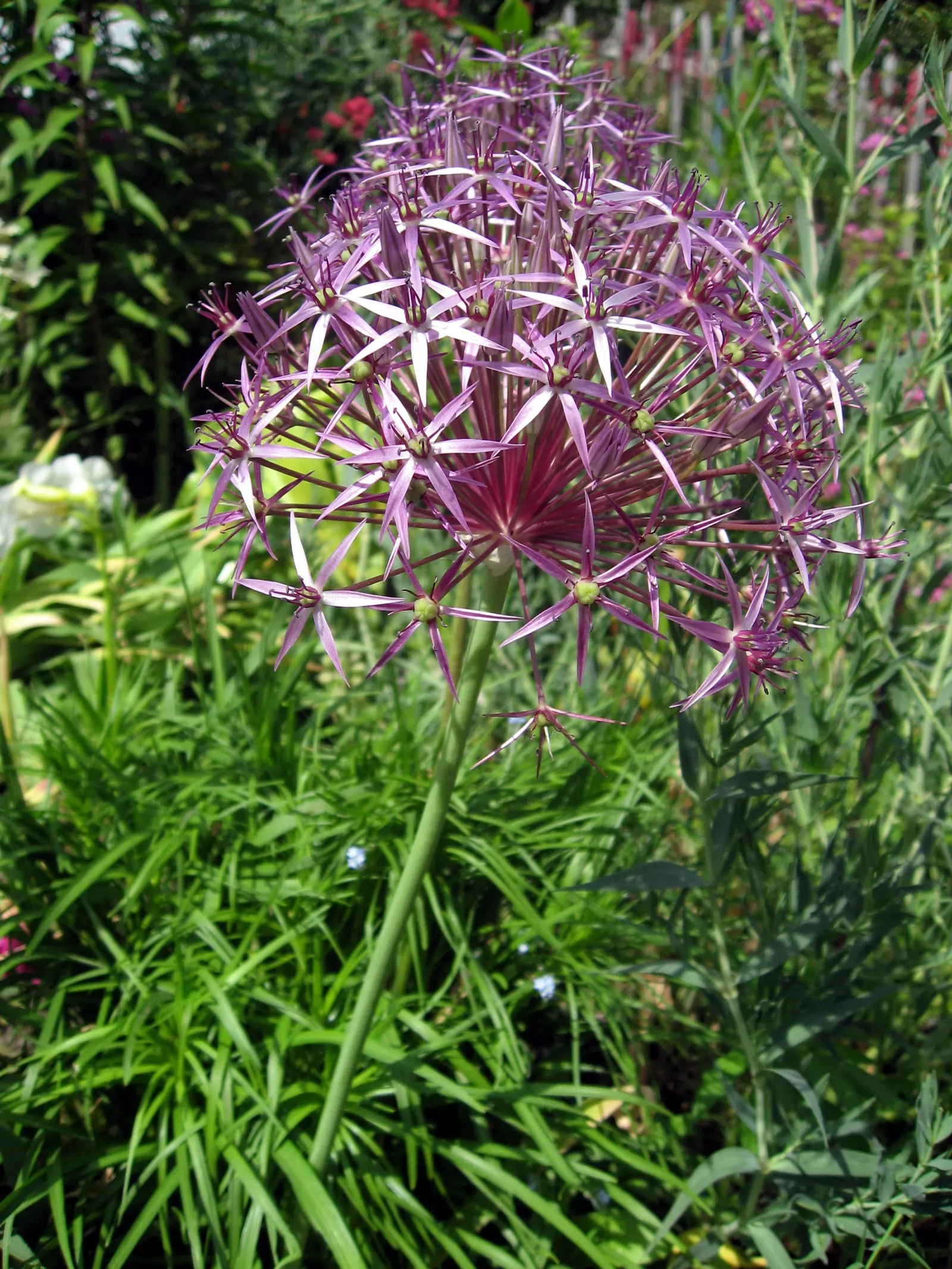 Star Of Persia (Allium Cristophii) — bulb / perennial with lavender blooms
